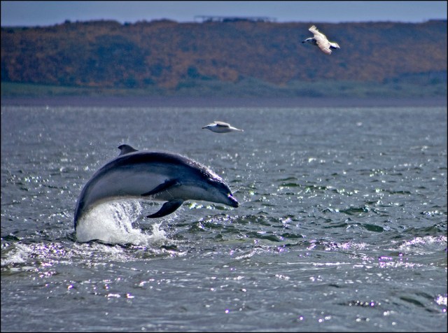 bottlenose-dolphins-of-the-moray-firth-by-a31