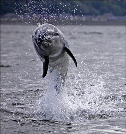 dolphin-exuberance-web