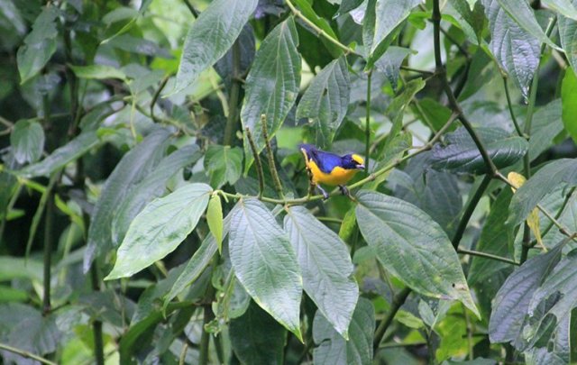 m_thick-billed-euphonia