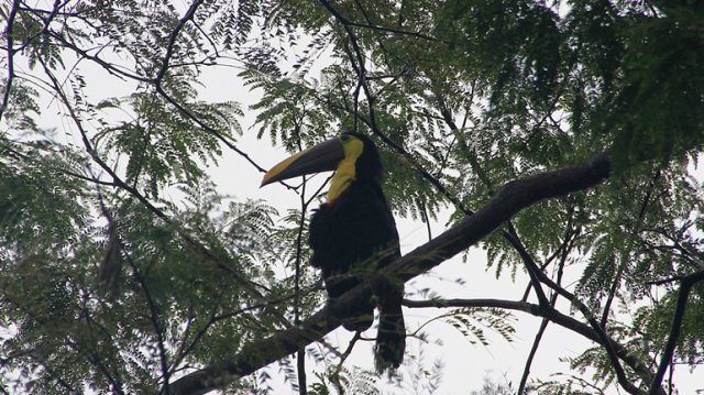 m_chestnut-mandibled-toucan