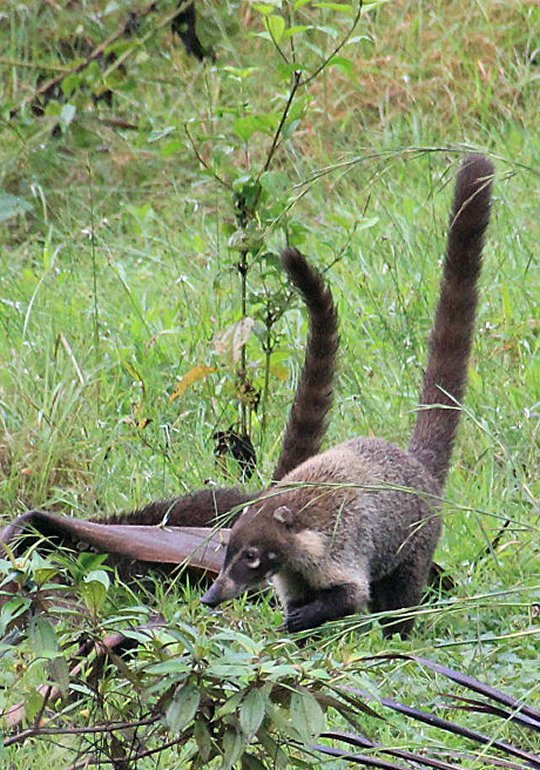 m_coati-pair