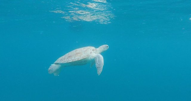 m_Turtle coming up for air