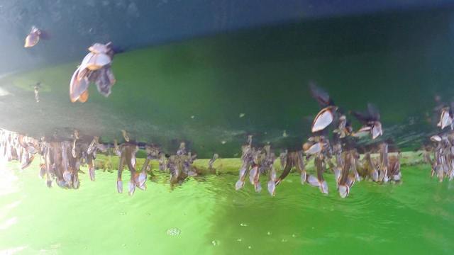 Joys Bottom2-squashed