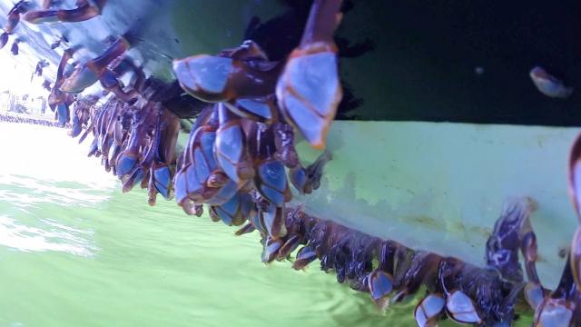 Joys Bottom3-squashed