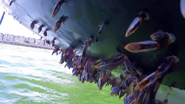 Joys Bottom4-squashed