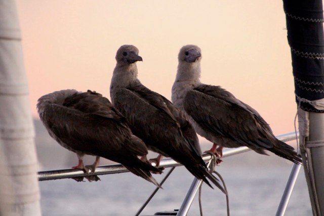 And then there were three-squashed