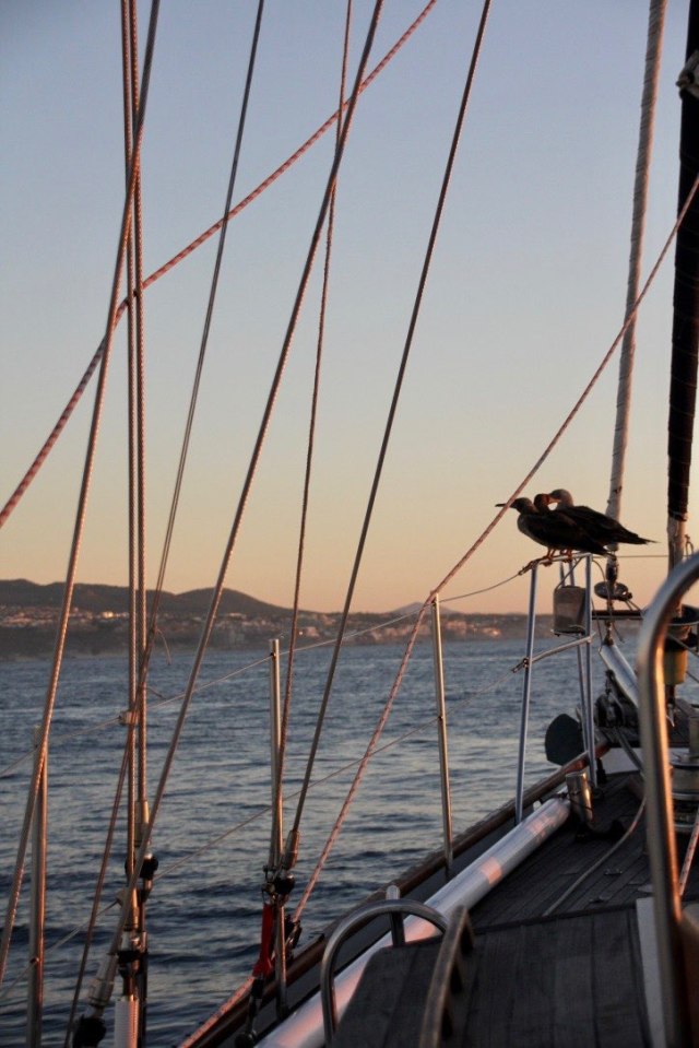 Approaching Cabo with Boobies-squashed