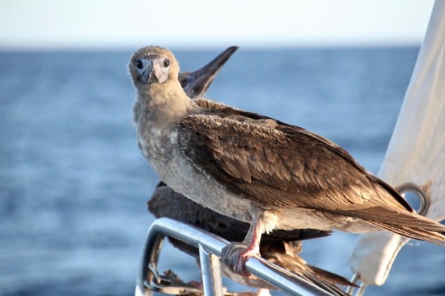Boobies on the Bow-squashed