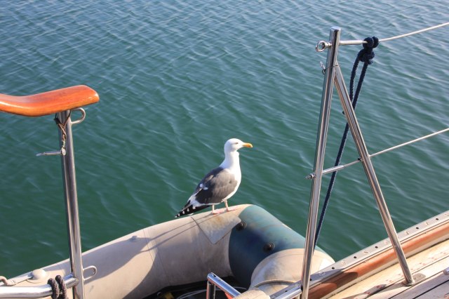 Friendly Neighbour San Diego-squashed