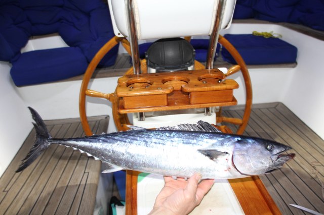 Pacific Bonito San Diego-squashed