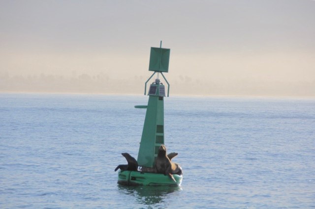 Sea Lions Ensenada-squashed