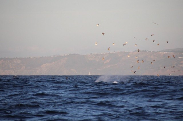 Whales leaving San Fran-squashed