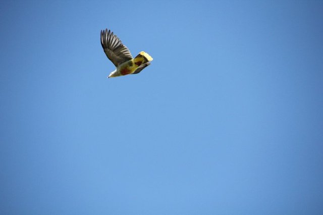 m_Prettiest pigeon Tahuata