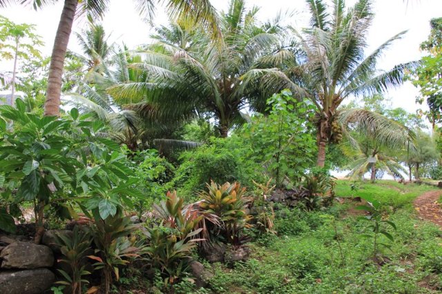 m_Ruins at Anoho Bay