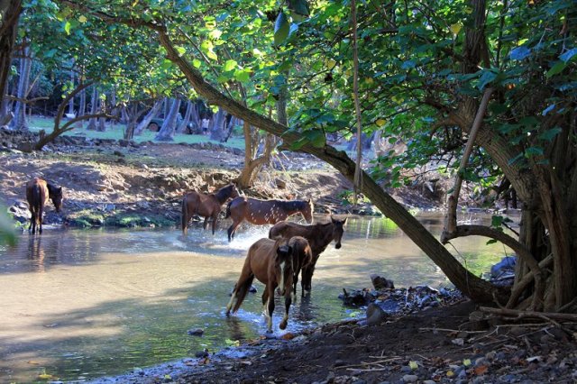 m_Ua Huka wild horses drinking