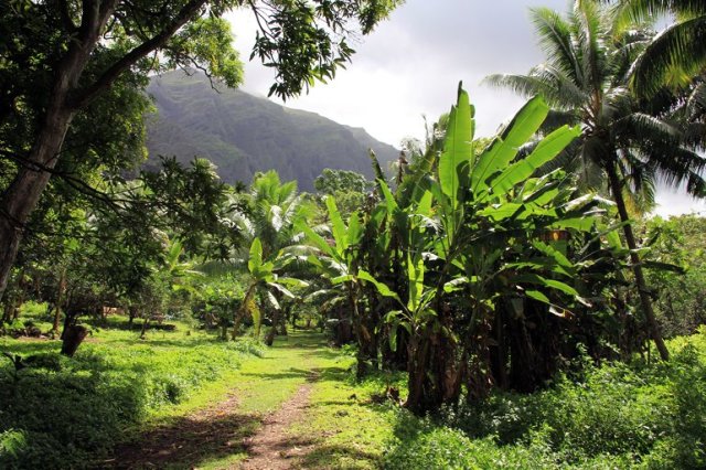 m_Village road Hakaui 2