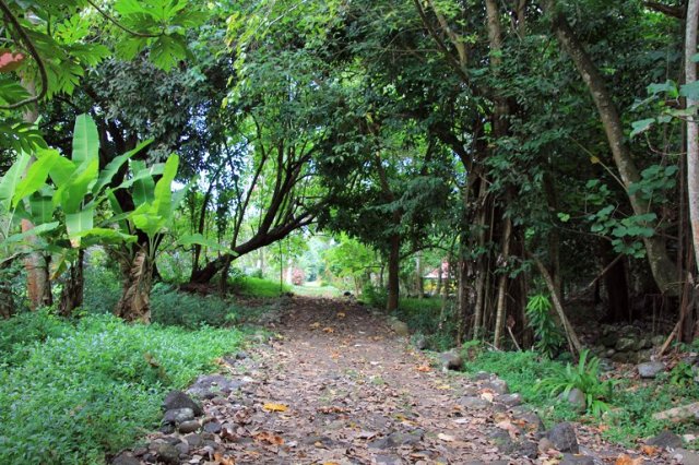 m_Village road Hakaui