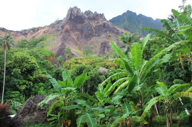 Banana Trees-squashed