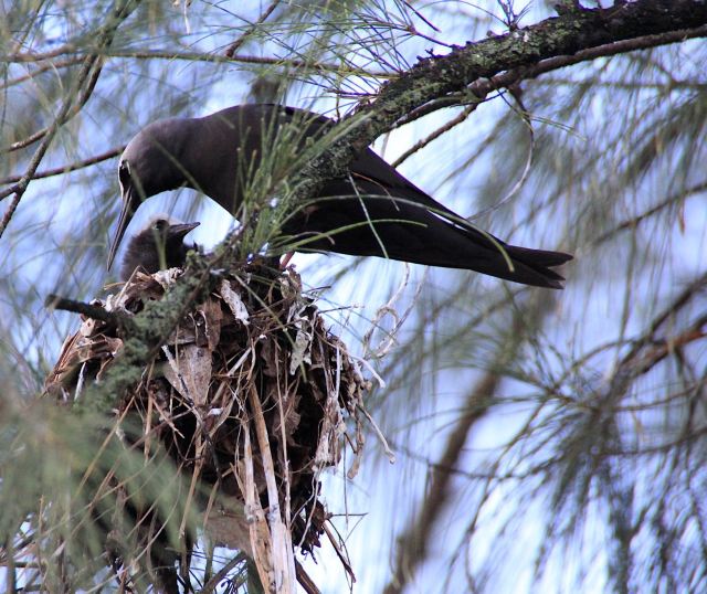 Black Noddy chick-squashed