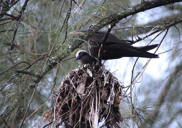 Black Noddy Squashed