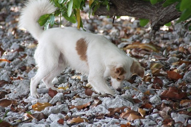 m_Fakarava S Pass the chase is on