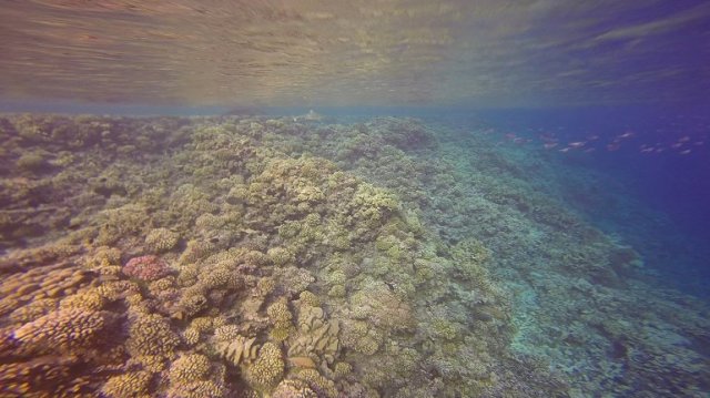 m_Shark in the shallows