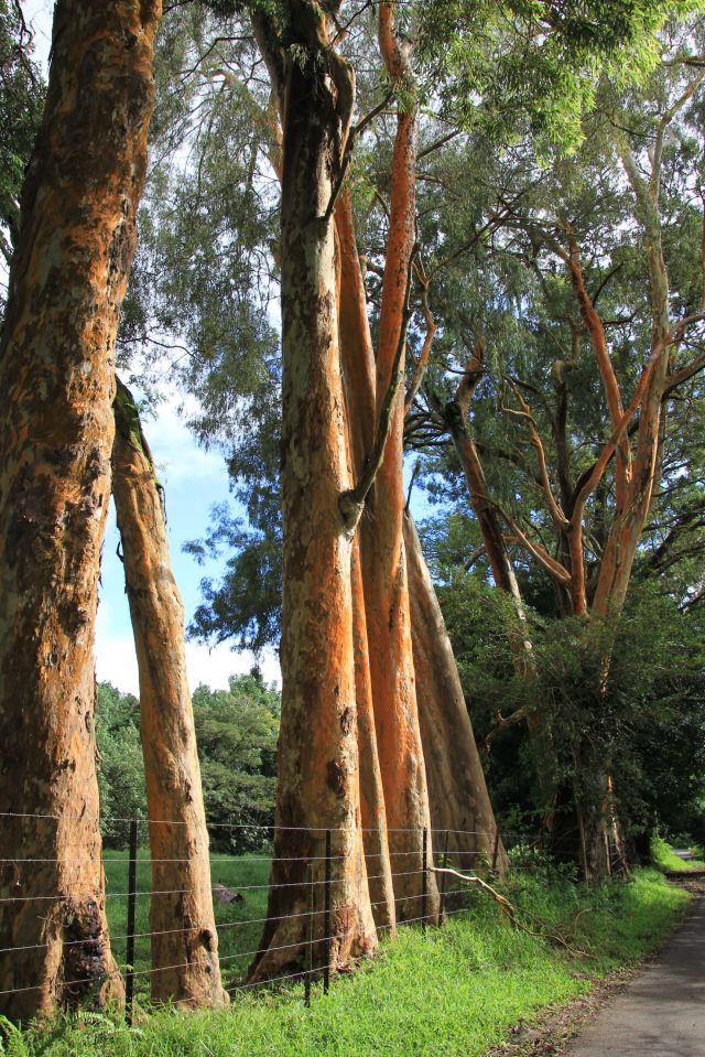 Tahitian Trees-squashed