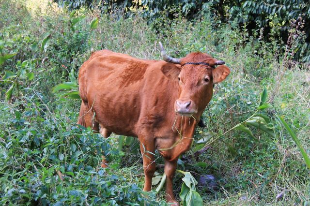 Who's looking at Moo-squashed