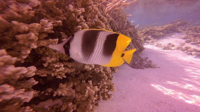 Butterfly Fish-squashed