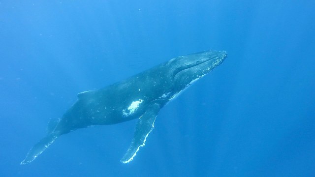 Male Humpback-squashed