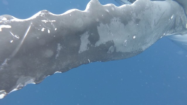 Whale fin2 up close-squashed