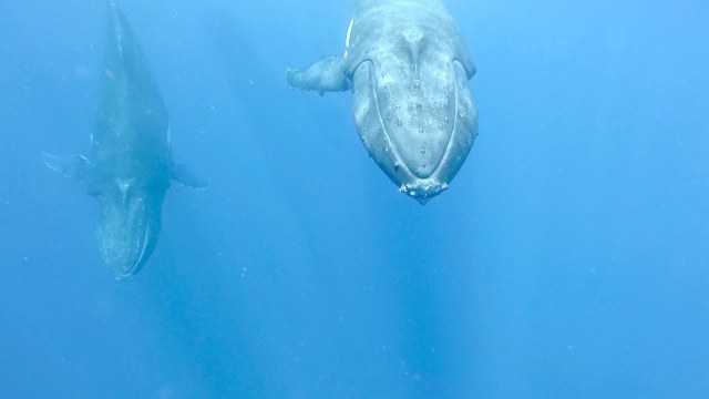 Whale21 copy-squashed