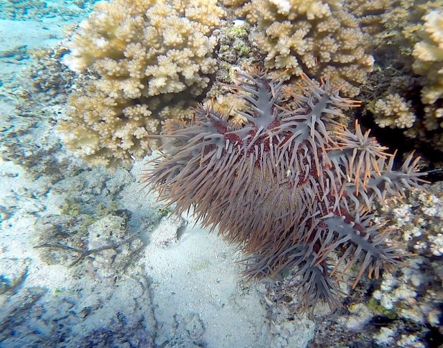 Crown of Thornes3-squashed