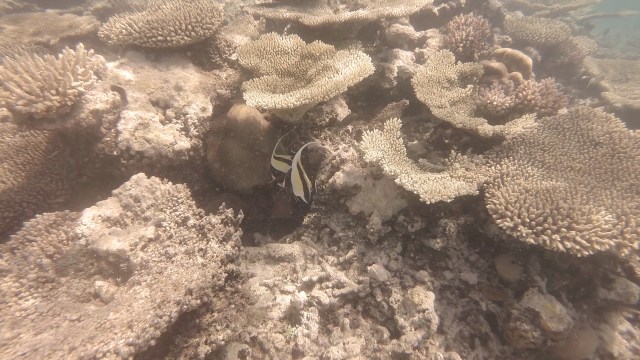 Haapai snorkeling4