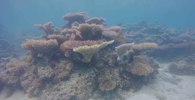 Haapai snorkeling5