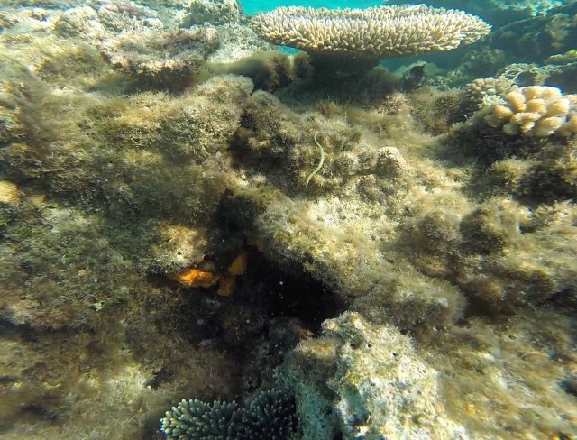 Pipefish on coral-squashed