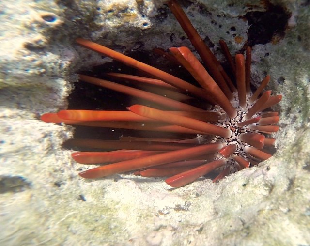 Red Slate Pencil Urchin-squashed