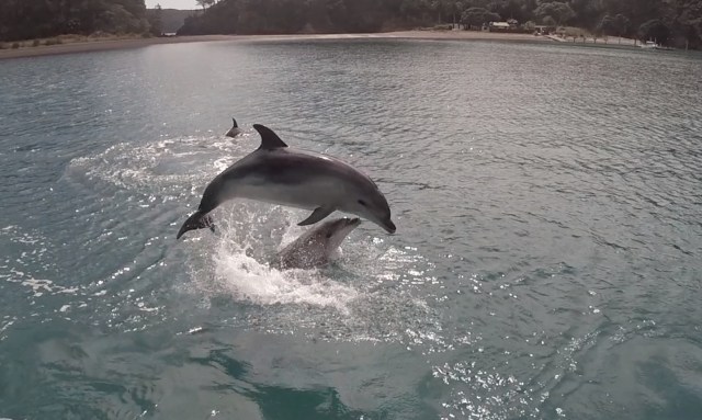 Dolphins leaping