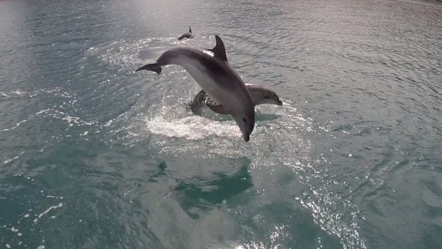 Dolphins leaping2